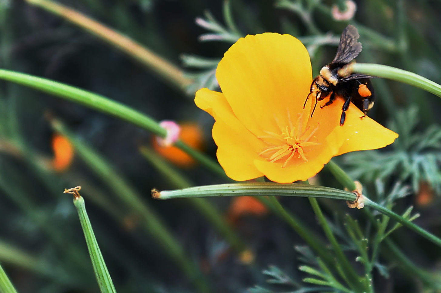 Un-bee-lievable